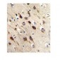 BDNF Antibody (CT)
